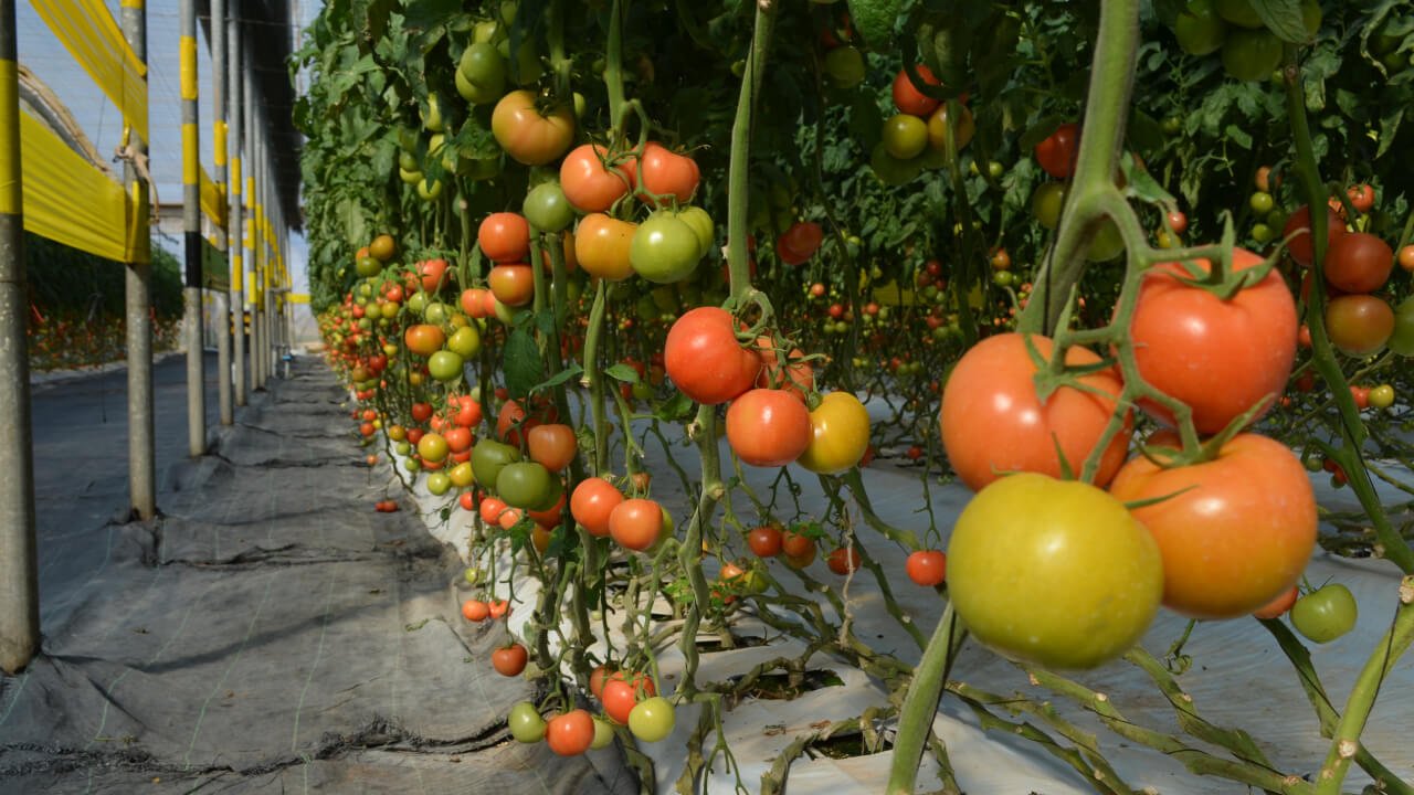 Moroccan Tomato Exports
